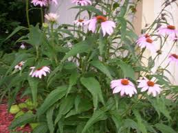 This gardening term simply means to remove the old spent blooms including any developing seed from a plant to help. How To Grow Coneflowers Echinacea Dengarden