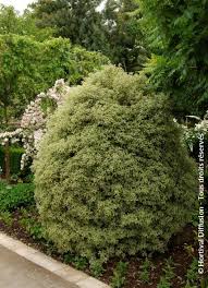 Image result for Pittosporum tenuifolium