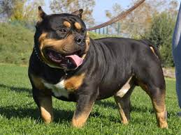 We are the source of the true xxl pitbulls. Tri Color American Bullies Facts You Need To Know About This Bully Breed American Bully Daily