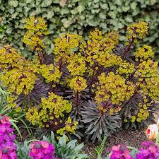 Image result for Euphorbia glanduligera