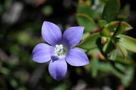 Wahlenbergia capillaris is a perennial herb with a thickened taproot and a few to many thin, erect, branched stems that grows to a height of about 50 cm (20 in). Capebells Genus Wahlenbergia Inaturalist Nz