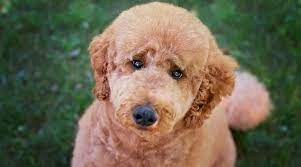 Maybe you would like to learn more about one of these? Teddy Bear Dog Breeds 20 Adorable Pups With Pictures