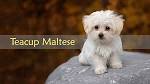 teacup puppies for sale in Virginia Classifieds & Buy and ...
