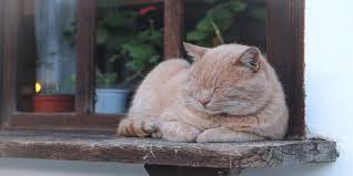 It doesn't take much of this. Kidney Disease In Cats Causes And Treatments Uk Pets
