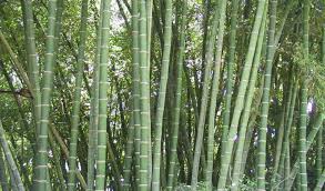 Buluh cina memiliki hutan alam yang asri. Tanam Buluh Sawit Lelaki Ini Kongsi Kenapa Buluh Ada Permintaan Tinggi Dari China Remaja