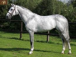 Dapple Grey Equitation Warmblood Argento Gelding Horse For Sale Benny De Ruiter Stables Warmblood Horses Dapple Grey Horses Horses