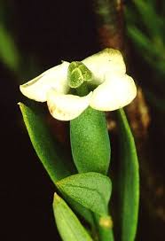 Image result for Montinia