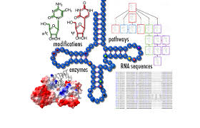 1067 фраз в 122 тематиках. Modomics A Database Of Rna Modifications