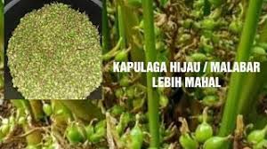 Maka yg harus diperhatikan adalah cara pemetikannya. Budidaya Kapulaga Hijau Malabar Masih Sedikit Ditingkat Petani Youtube