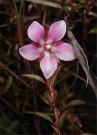 Image result for Sauvagesia