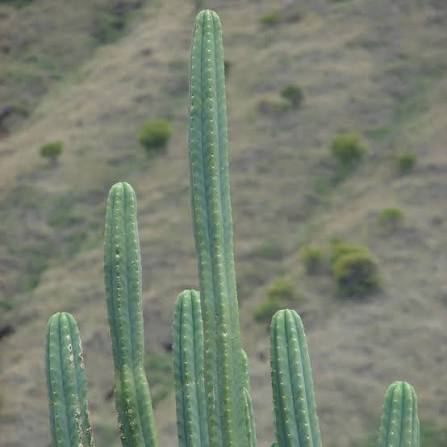 Echinopsis pachanoi | Cactus San Pedro | Exótica Echinopsis pachanoi, llamado comúnmente cactus de San Pedro, es una especie de plantas de la familia Cactaceae, es de porte columnar aunque puede estar
