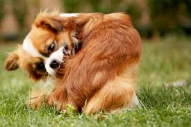 Although humans do not make an excellent permanent host for fleas, it is possible for fleas to sometimes target your hair as a potential nesting site or feeding ground. Preventing And Treating Fleas And Ticks For Dogs Ingleside Animal Hospital