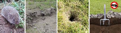 Die gattung der wühlmäuse ( arvicolinae ) besteht aus mehreren arten. Viel Muhe Fur Nichts Wie Wuhlmause Den Garten Zerstoren Blog Gardigo