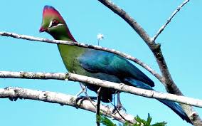 Image result for Turraea fischeri