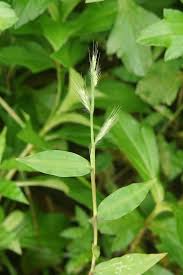 Image result for Oplismenus