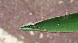 Image result for Beschorneria sp. (Biegel 5357)