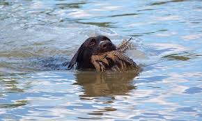 Cani da caccia cadono in pozzi artesiani, recuperati e salvati dai i vigili del fuoco di orvieto sono intervenuti ficulle in località rotanselva per soccorrere tre cani da caccia che erano caduti in alcuni pozzi artesiani. Bc 8wlaf Fsfvm