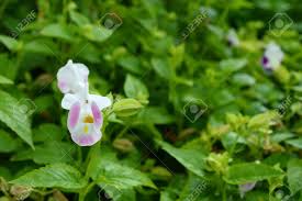 Image result for Linderniaceae