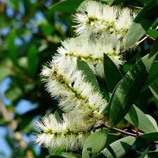 Image result for Melaleuca leucadendron