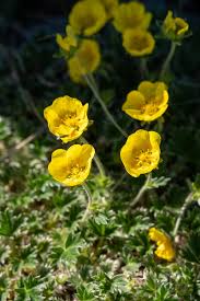 Image result for Rhinacanthus xerophilus