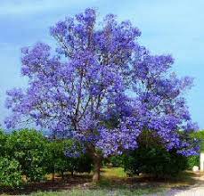 Jacaranda Trees Delicate Fern Like Leaves Purple Flowers