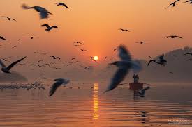 migratory bustle at yamuna ghat photo series by yatharth gupta