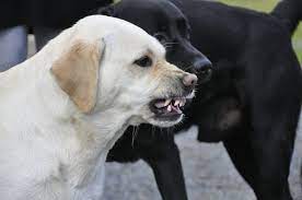 Why Does My Dog Growl At Some People And Not Others What Do I Do