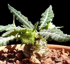 Image result for Dorstenia