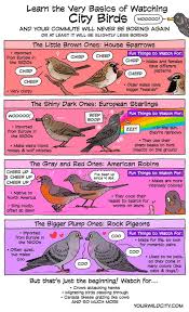 Guide to city birds by Bird and Moon comics - 9GAG