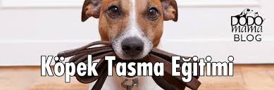 Kopek Tasma Egitimi Nasil Verilir