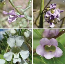 Image result for Plantaginaceae