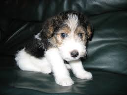 Baby Wire Haired Fox Terrier Puppies Niedliche Hunde Hunde Hunde Rassen