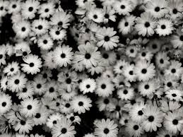 Coloring page., and discover more than 12 million professional graphic resources on freepik Black And White Flower Wallpapers Top Free Black And White Flower Backgrounds Wallpaperaccess