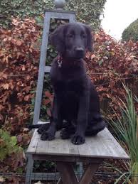 Flat coat retriever mix hello! Pedigree Kc Registered Flat Coated Retriever Puppies In Chesterfield Derbyshire Born 10 03 17