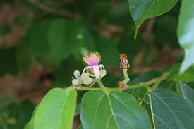 Image result for Grewia glandulosa