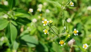 Image result for Galinsoga parviflora