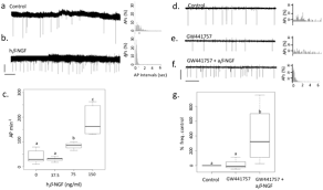 Beta Nerve Growth Factor Stimulates Spontaneous Electrical Activity Of In Vitro Embryonic Mouse Gnrh Neurons Through A P75 Mediated Mechanism Scientific Reports
