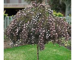 Maybe you would like to learn more about one of these? Nine Bark Tree Ninebark Tree Summer Wine Ninebark Plants For Pollinators