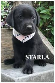 Labrador retriever puppies dayton ohio. Labrador Retriever Puppies For Sale In Oh Lancaster Puppies