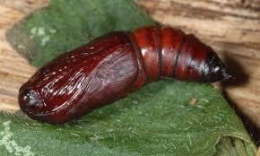 Image result for Hyppa rectilinea