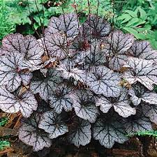 Image result for Heuchera cylindrica Greenfinch