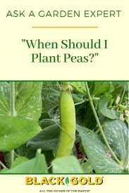 Hardiness zones are helpful in deciding which trees and plants will survive in an particular area. When Should I Plant Peas Fruit And Vegetable Garden Plants Fall Plants