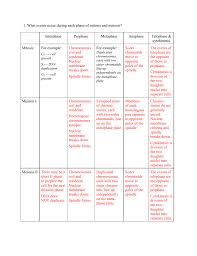 1 What Events Occur During Each Phase Of Mitosis And Meiosis