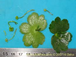 Image result for Hydrocotyle ranunculoides