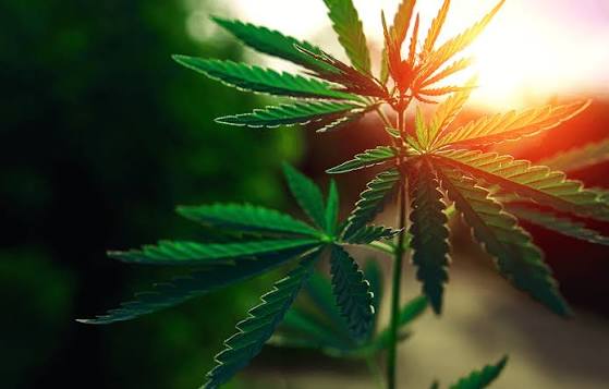 The Future of the Cannabis Industry