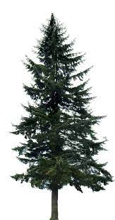 Pine Tree Png Image Pine Trees Transparent Background 591x1099 Png Download Tree Photoshop Pine Tree Silhouette Landscaping Trees