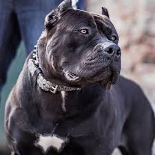 Black American Bully Dog Black American Bully Shared A Photo On Instagram In 2020 American Bully American Bulldog Dogs