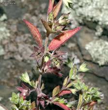 Image result for Blumea adamsii
