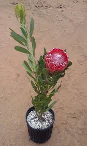 Red Baron Protea Plant Plants Plant Sale