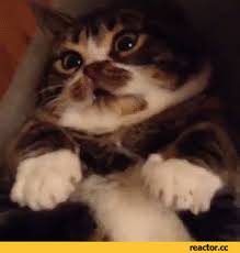 Https Encrypted Tbn0 Gstatic Com Images Q Tbn And9gcqmgqjfvtnidhl1kiuqtbtuj8v 4c9fwx Vqg Usqp Cau